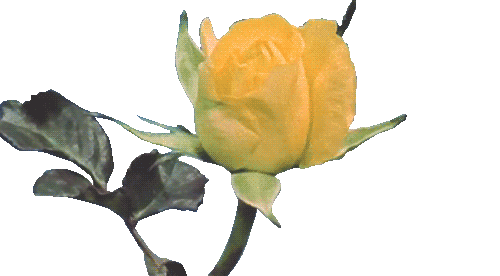 I love being a faggot